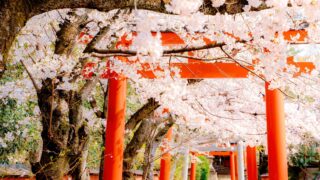 京都　桜　竹中稲荷神社